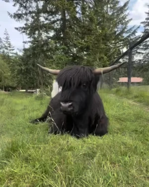 Moony the Highland cattle with striking black shaggy coat and impressive horns lying in green pasture - known for spicy personality